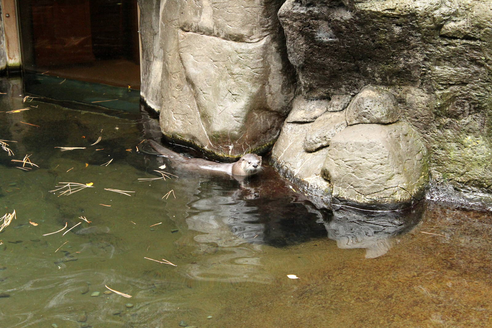 River Otter Exhibit
