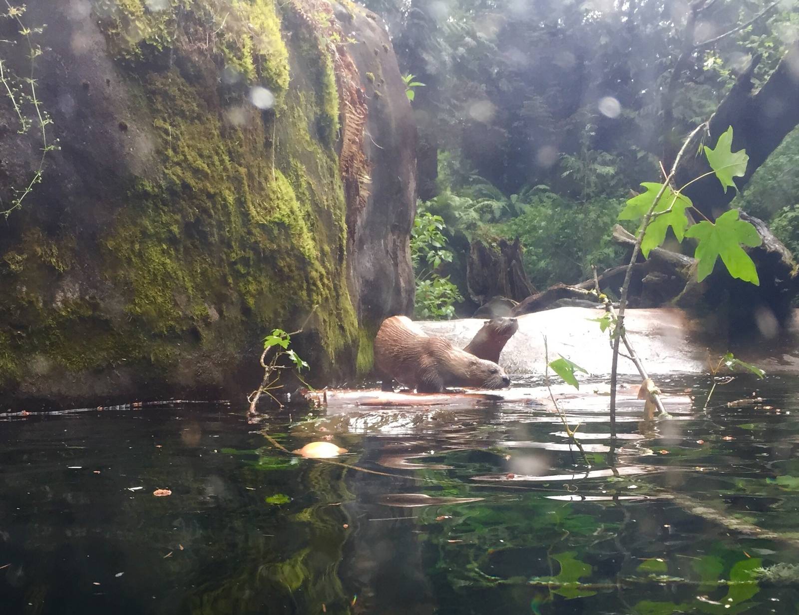River Otter Exhibit