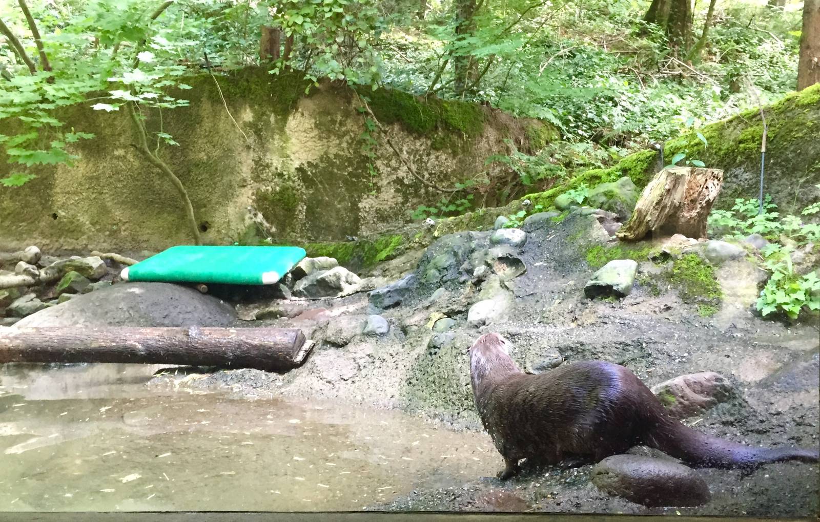 River Otter Exhibit