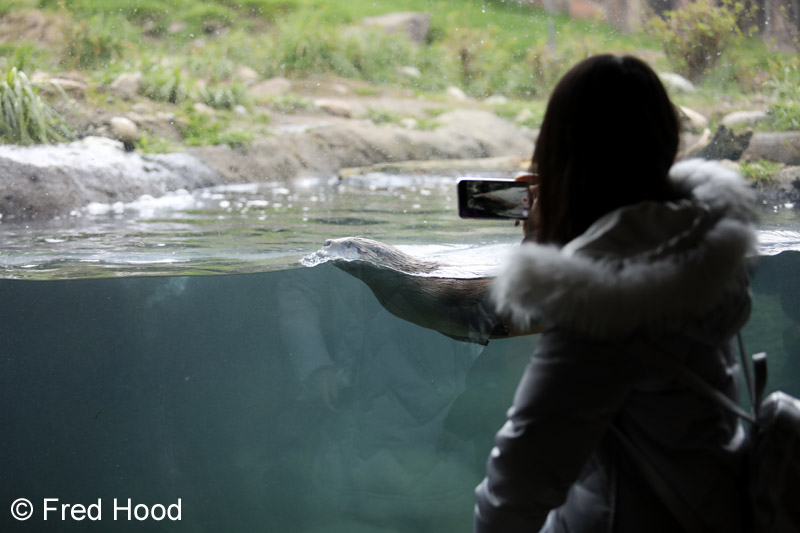 river otter exhibit