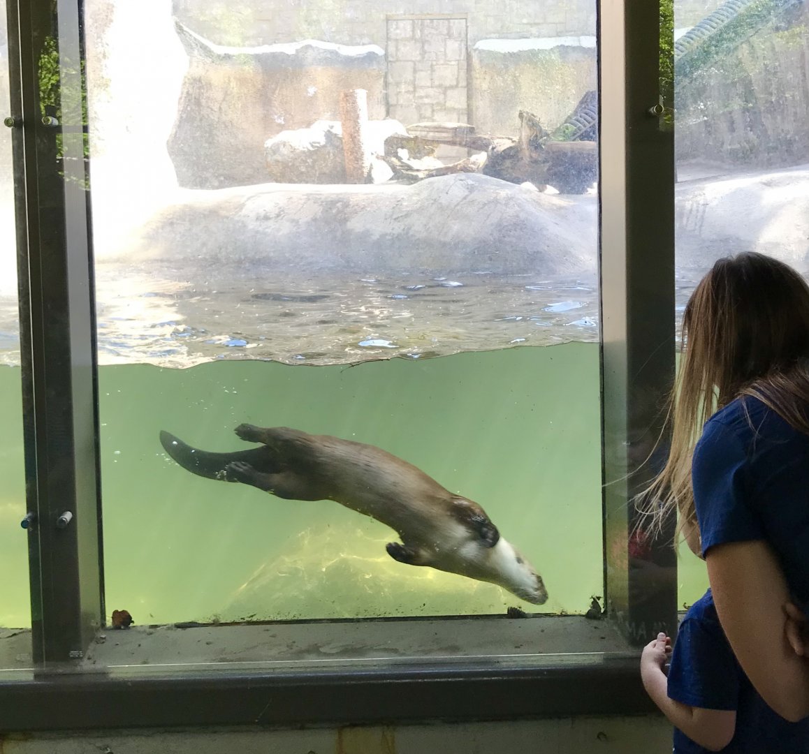 River Otter Exhibit