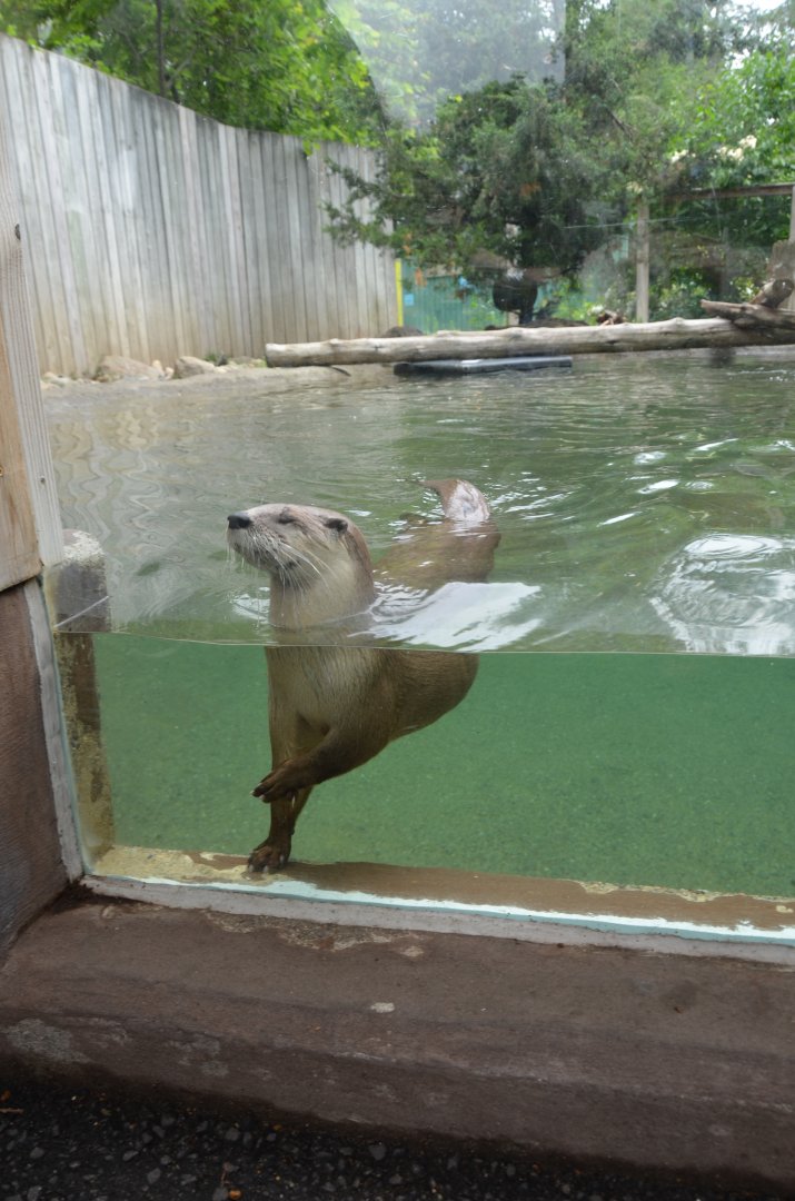 River Otter Exhibit