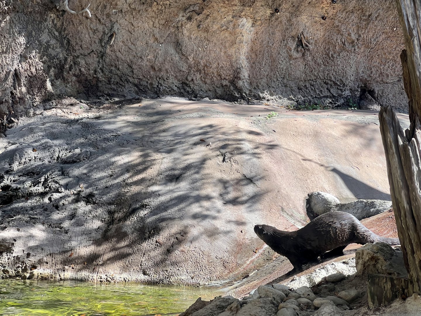 River Otter Exhibit