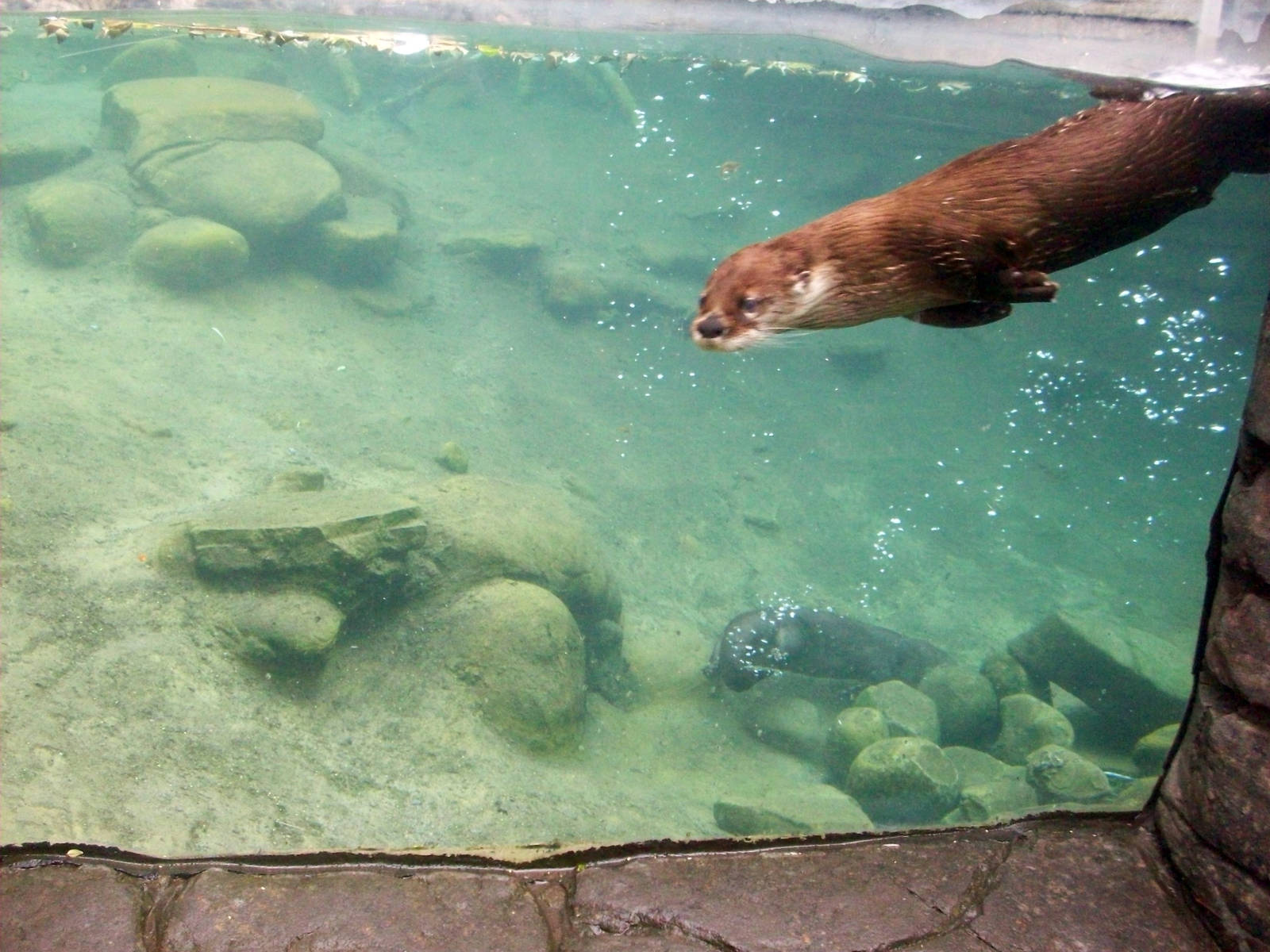River Otter Exhibit.