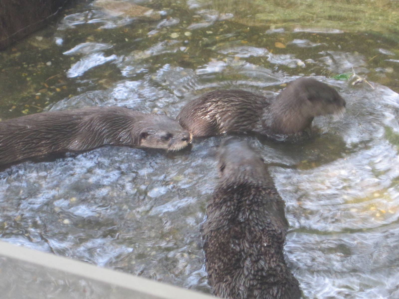 River Otter Family