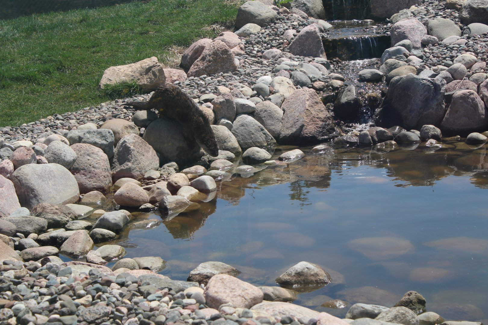 River Otter Going for the Dive