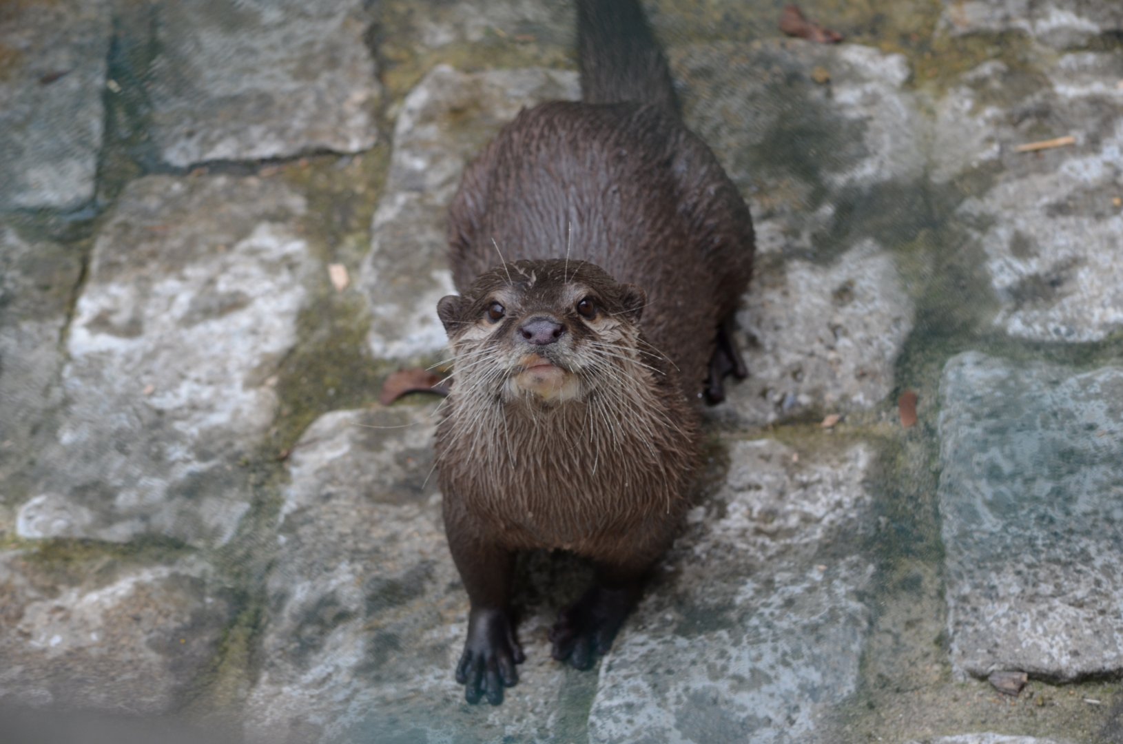 River Otter (Labeled as NARO, but I believe it may actually be ASCO?)