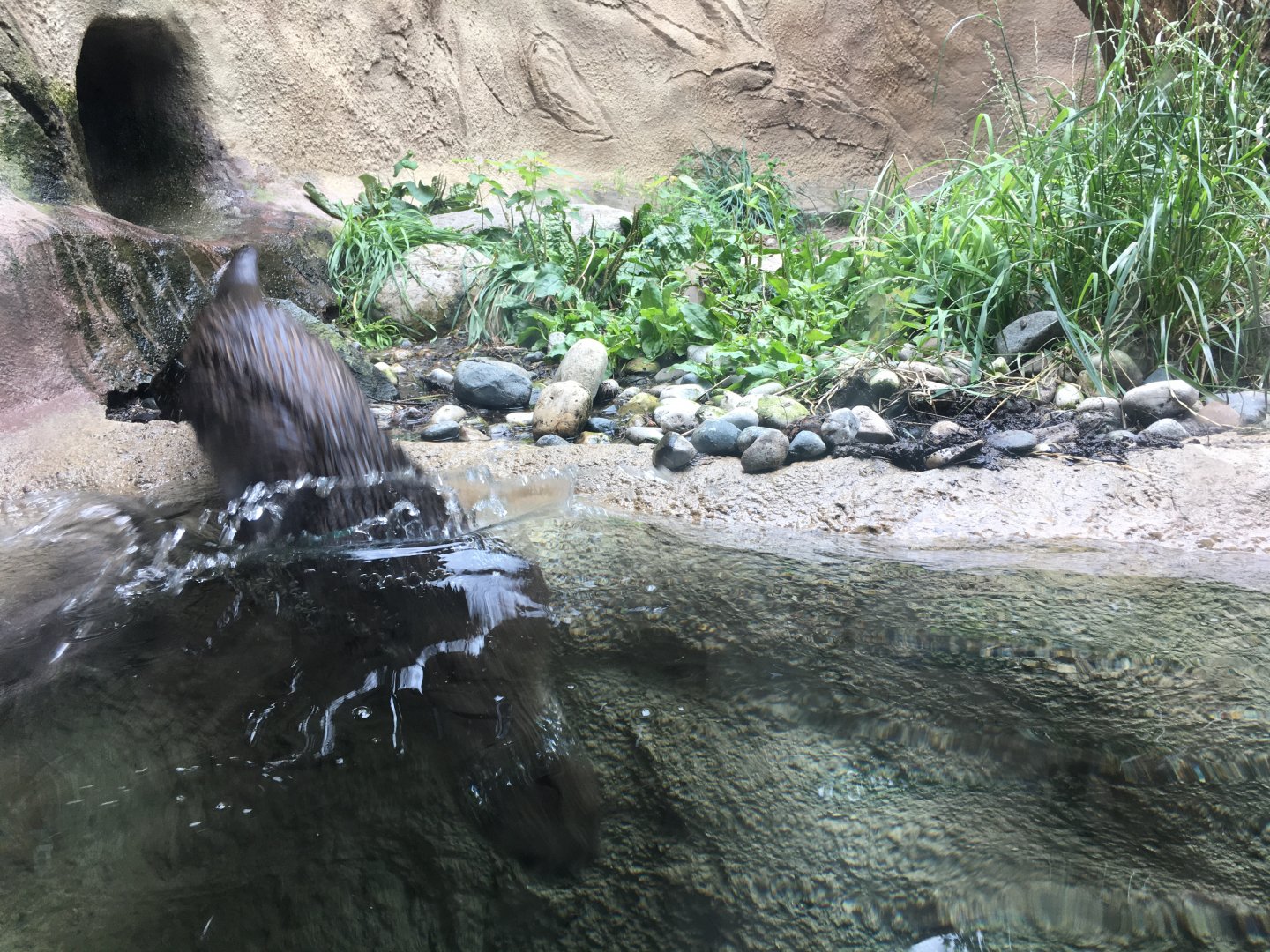 River otter mid-dive