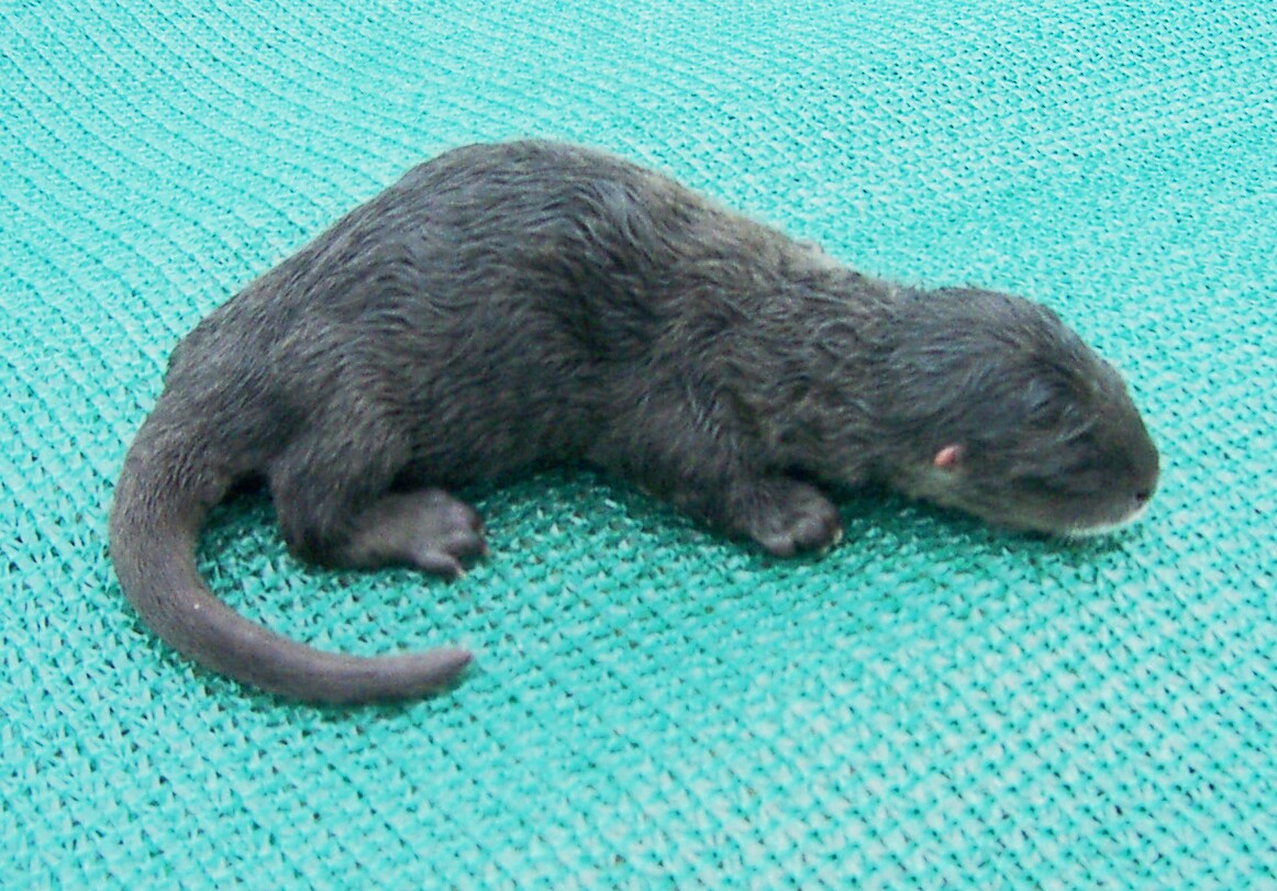 River Otter (one day)