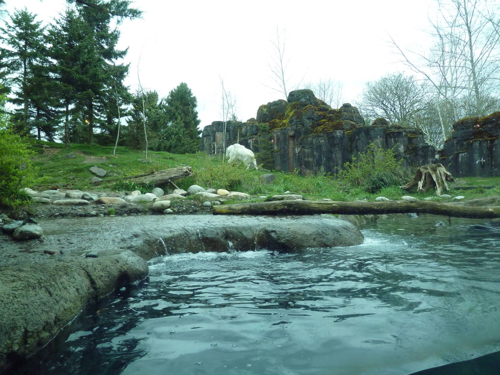 River Otter + Rocky Mountain Goat/Arctic Fox Exhibits