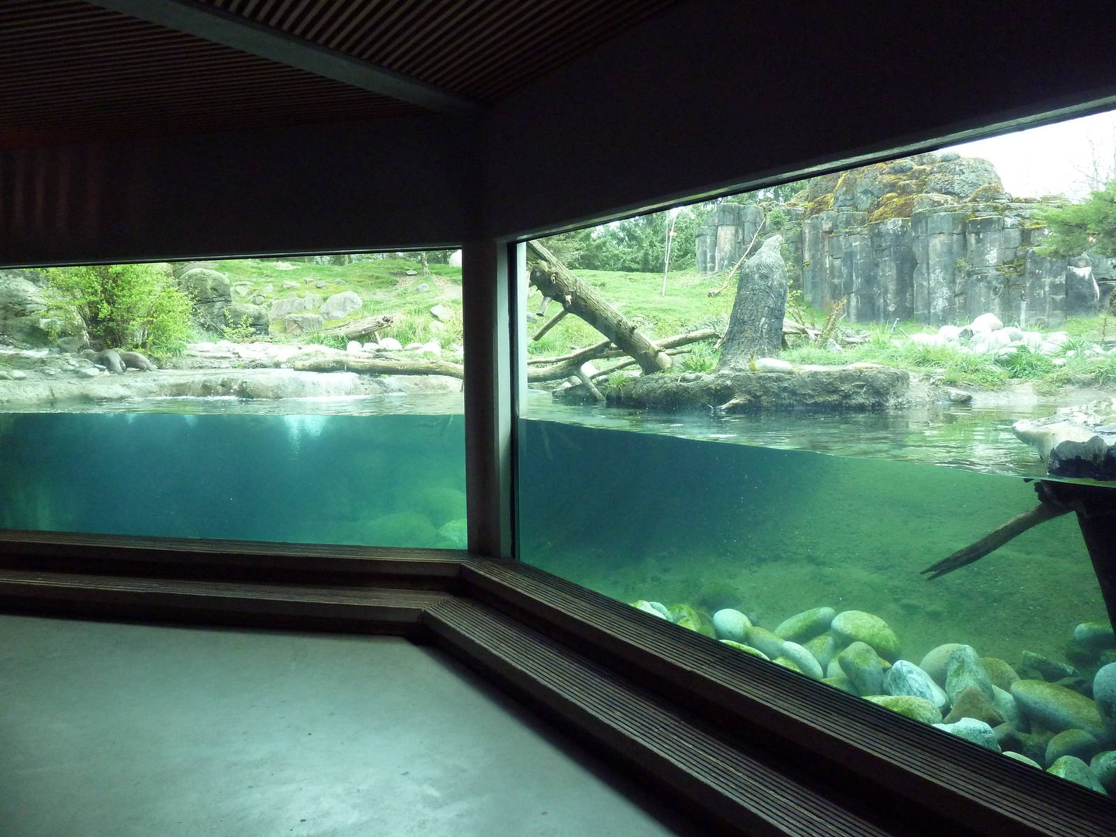 River Otter + Rocky Mountain Goat/Arctic Fox Exhibits