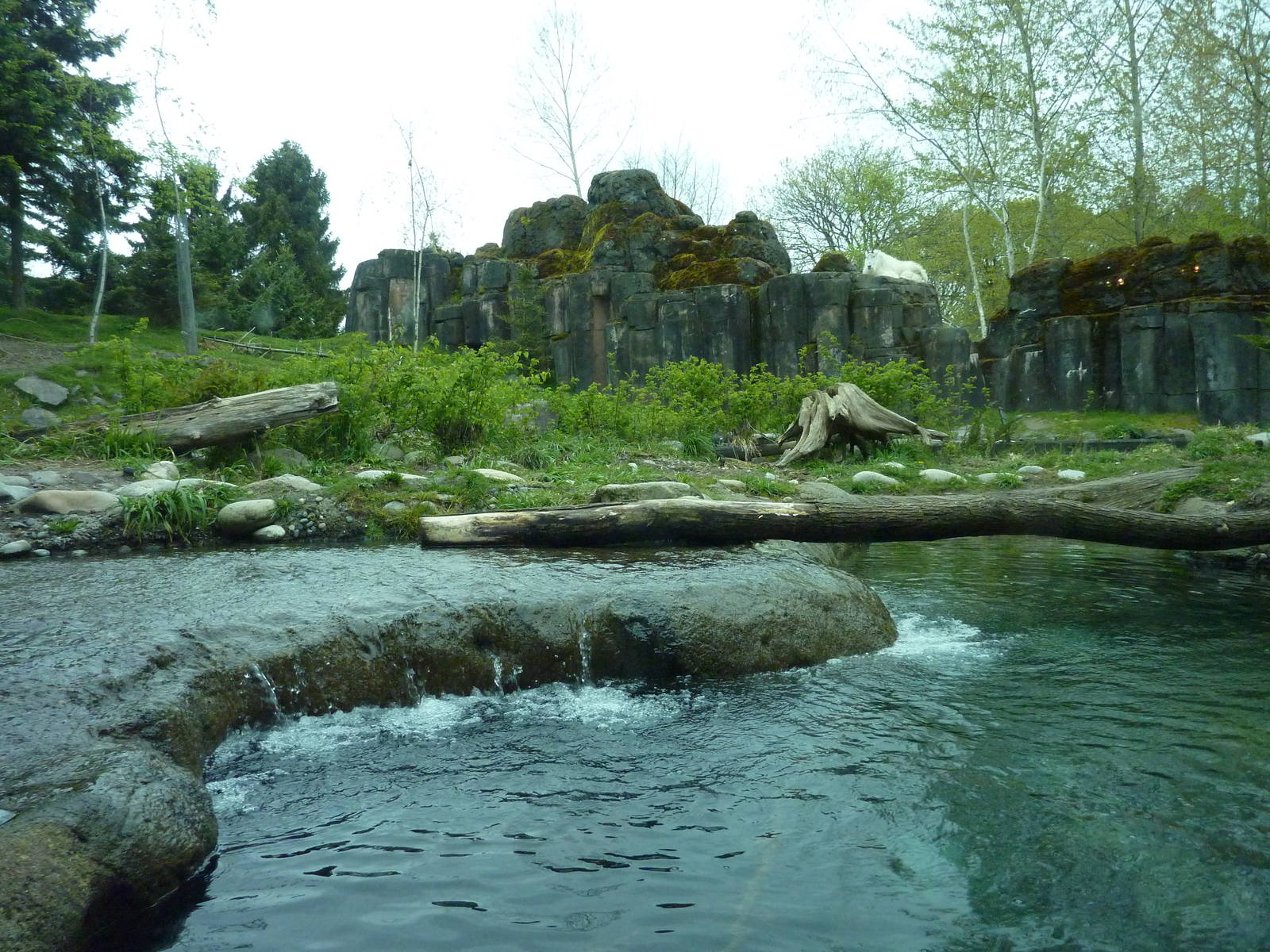 River Otter + Rocky Mountain Goat/Arctic Fox Exhibits