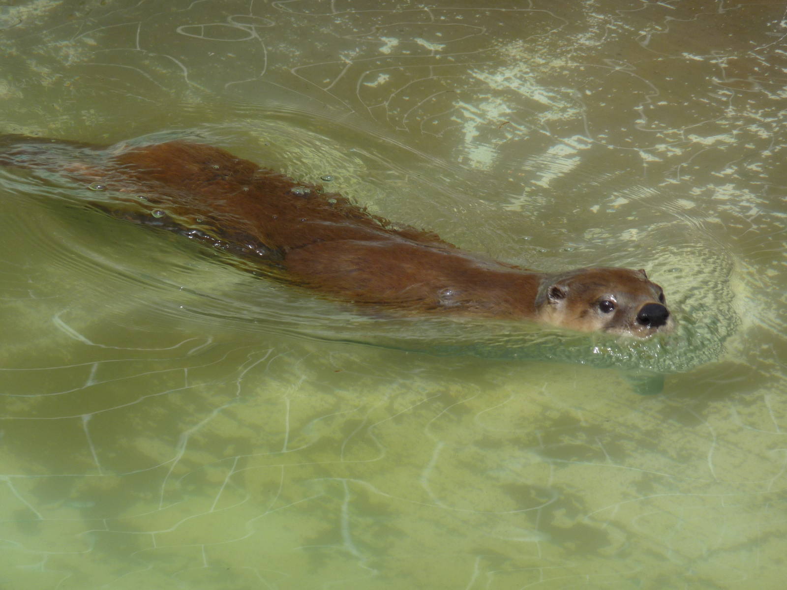 river otter san  juan de aragon zoo