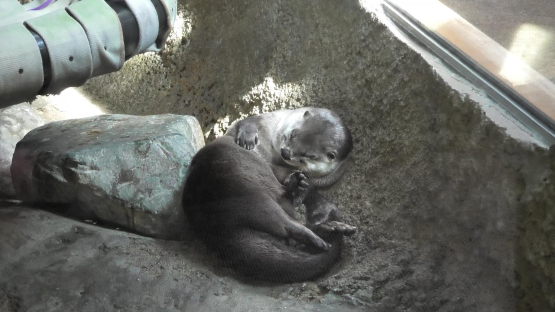 River otter sleeping at weird angle