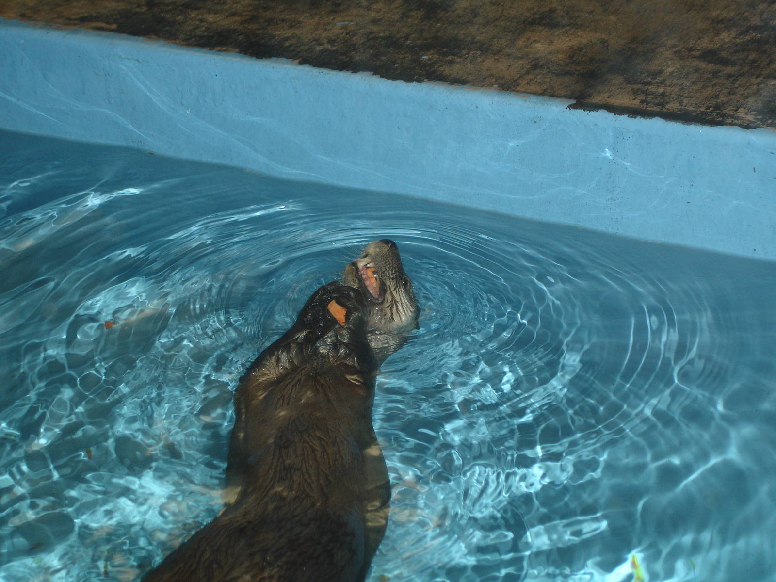 River Otter snacking