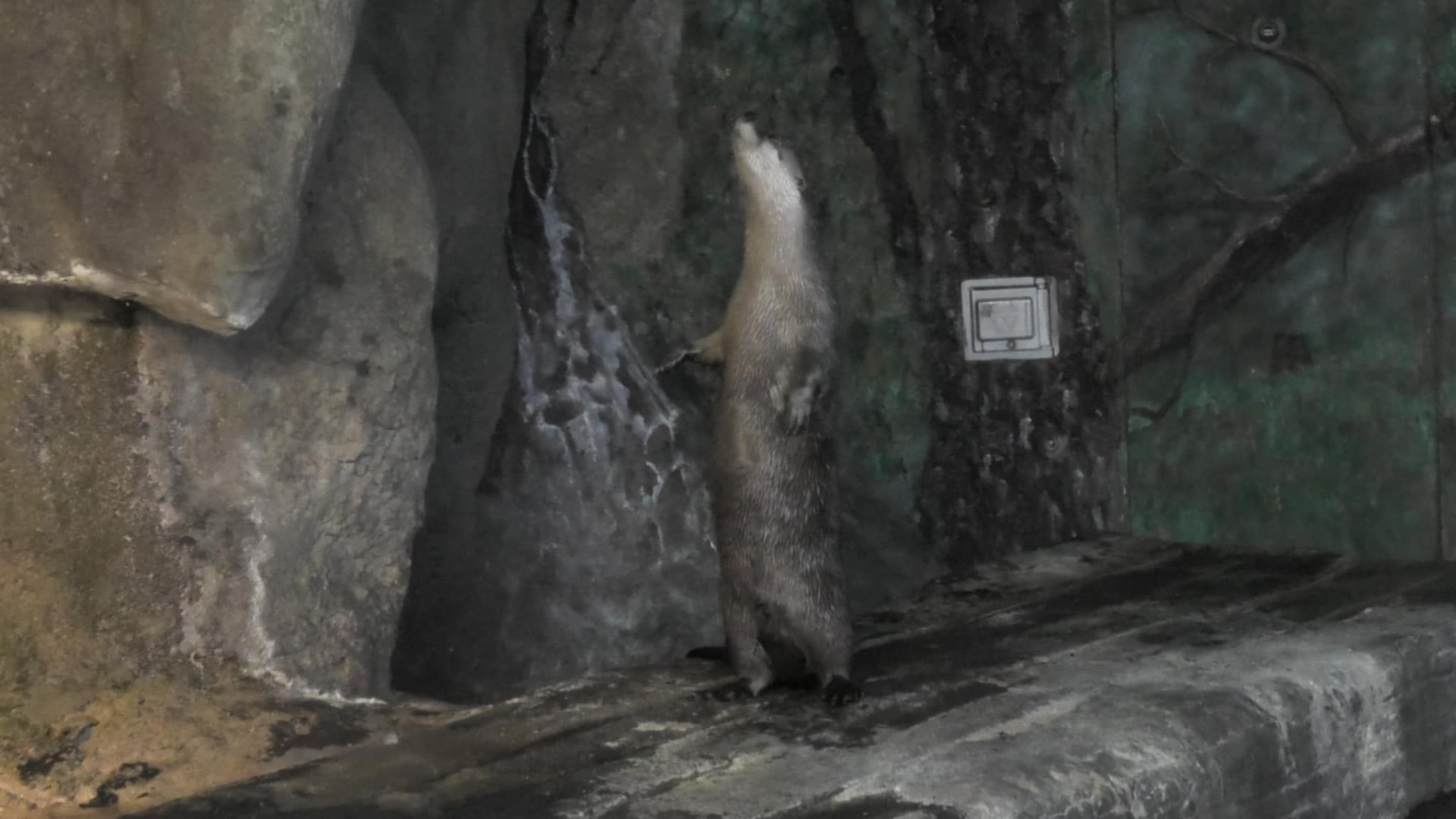 River otter standing up like a meerkat