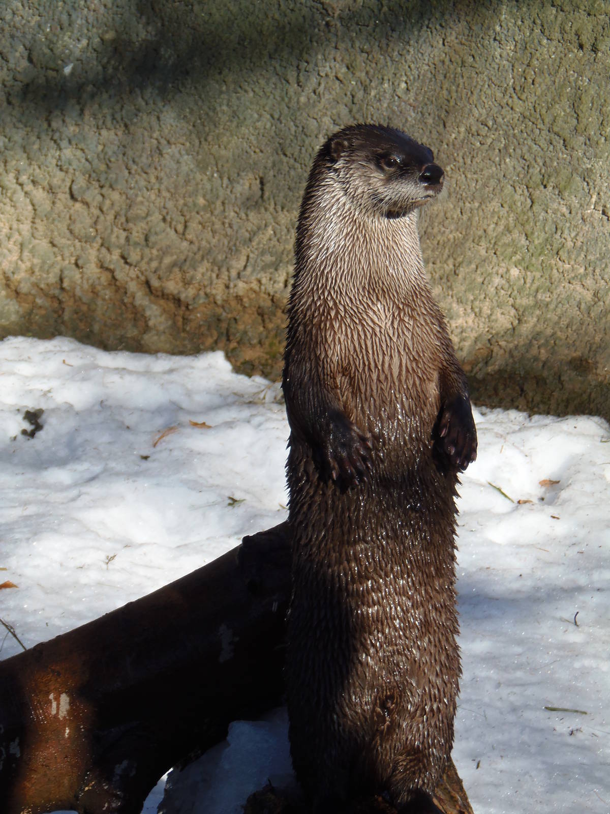 River Otter Standing Up