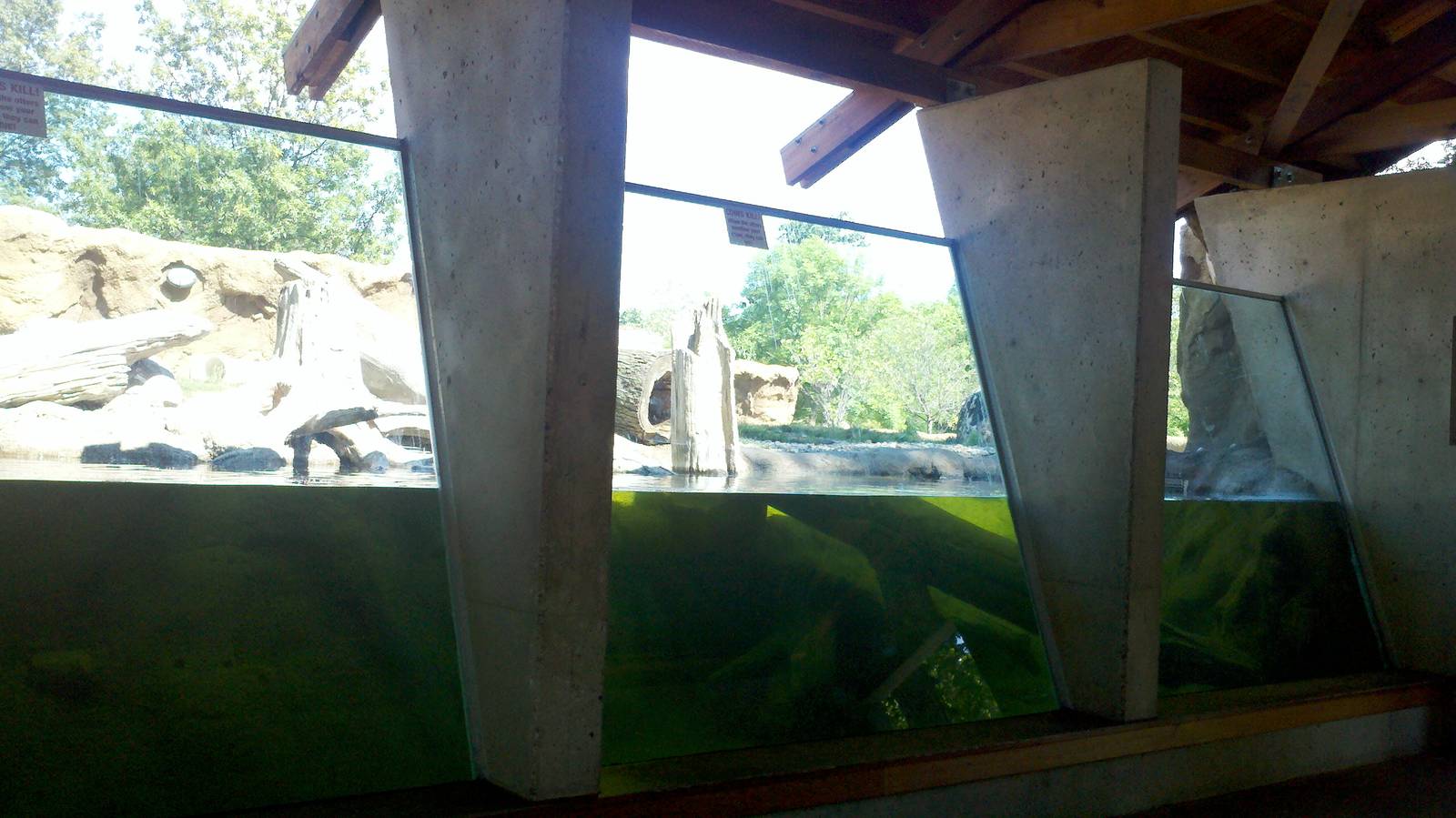 River otter-Underwater viewing area.