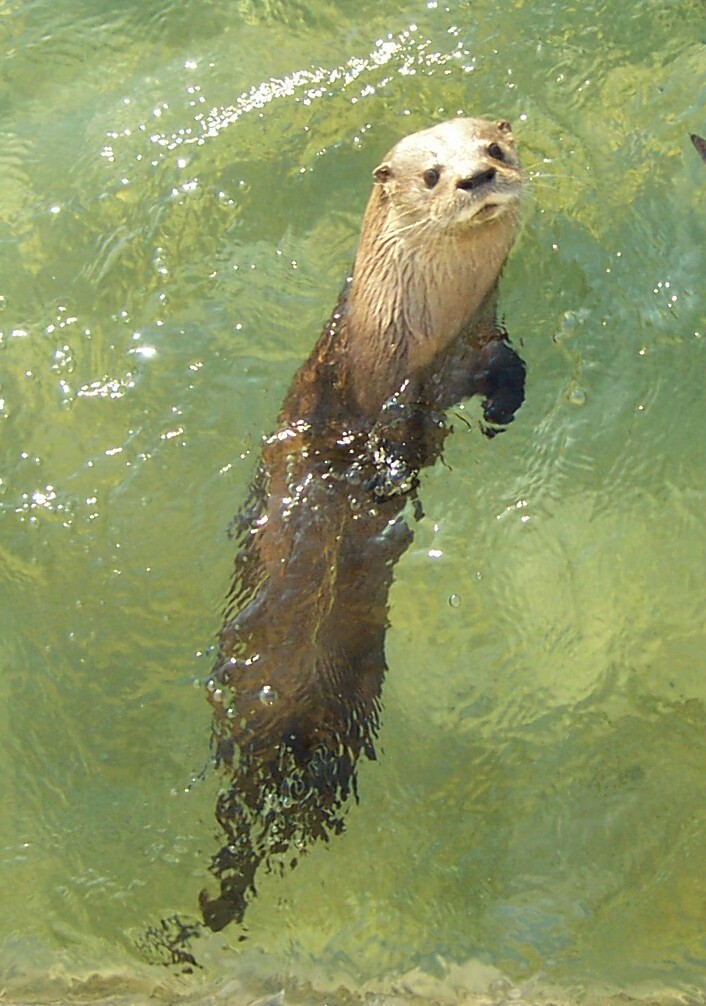 River Otter
