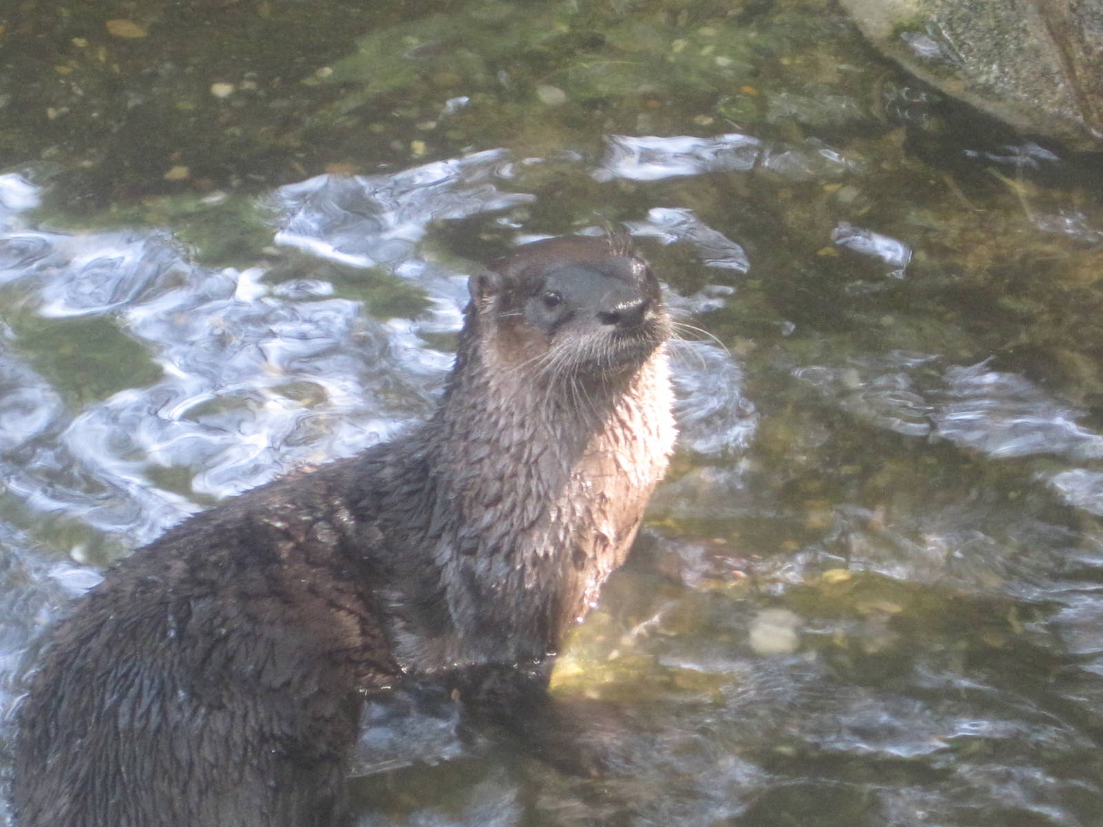 River Otter