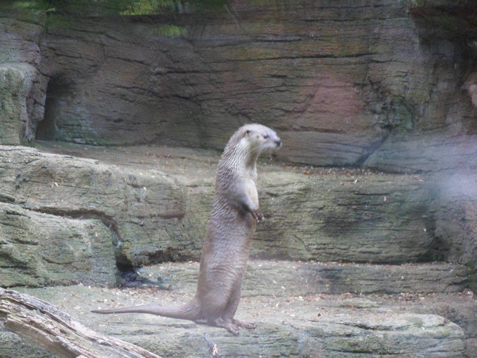 River Otter