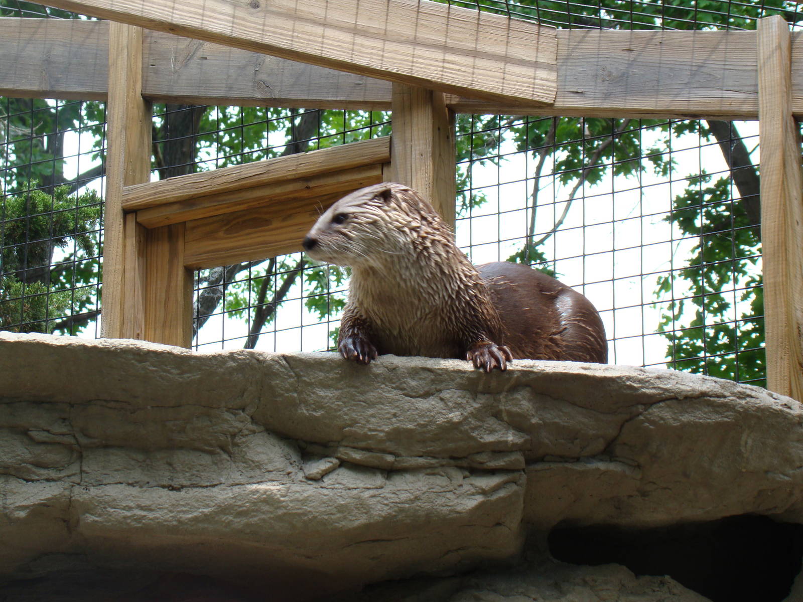 River Otter