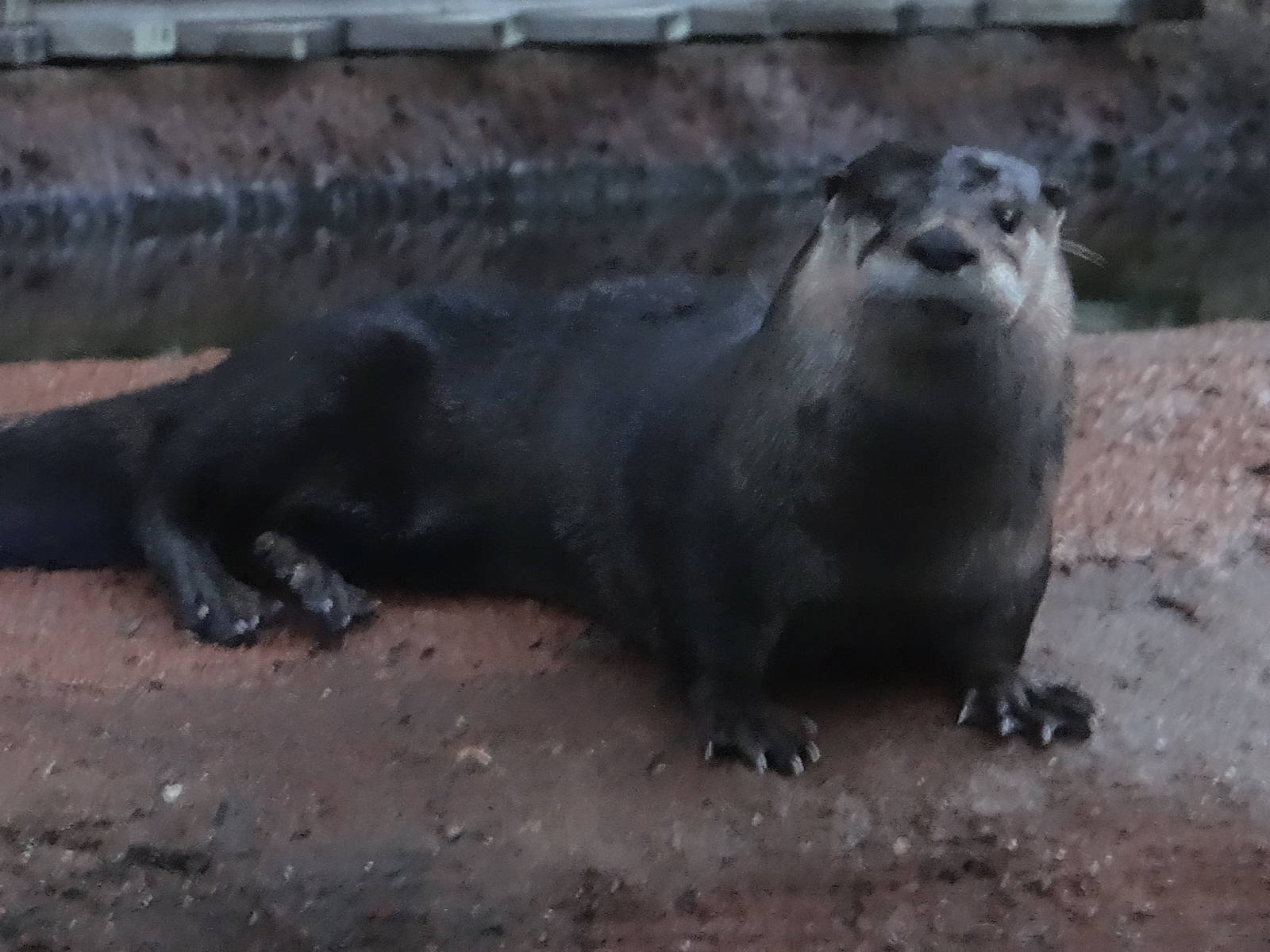 River Otter