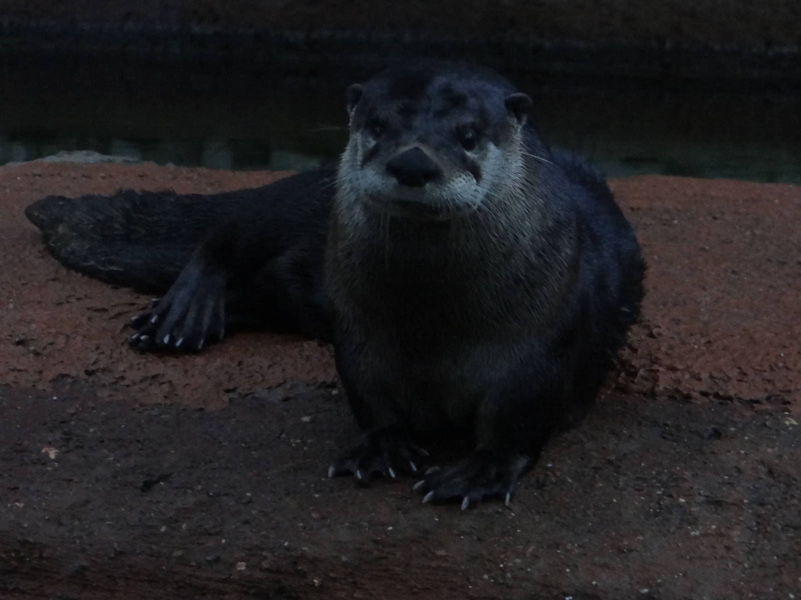 River otter