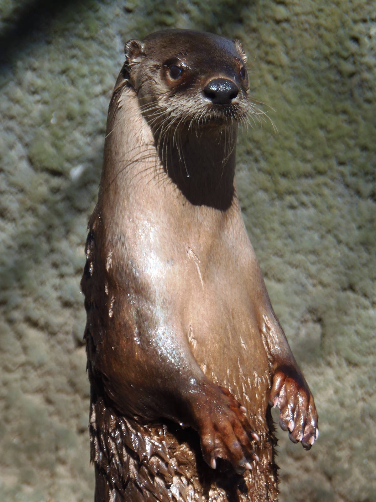 River Otter
