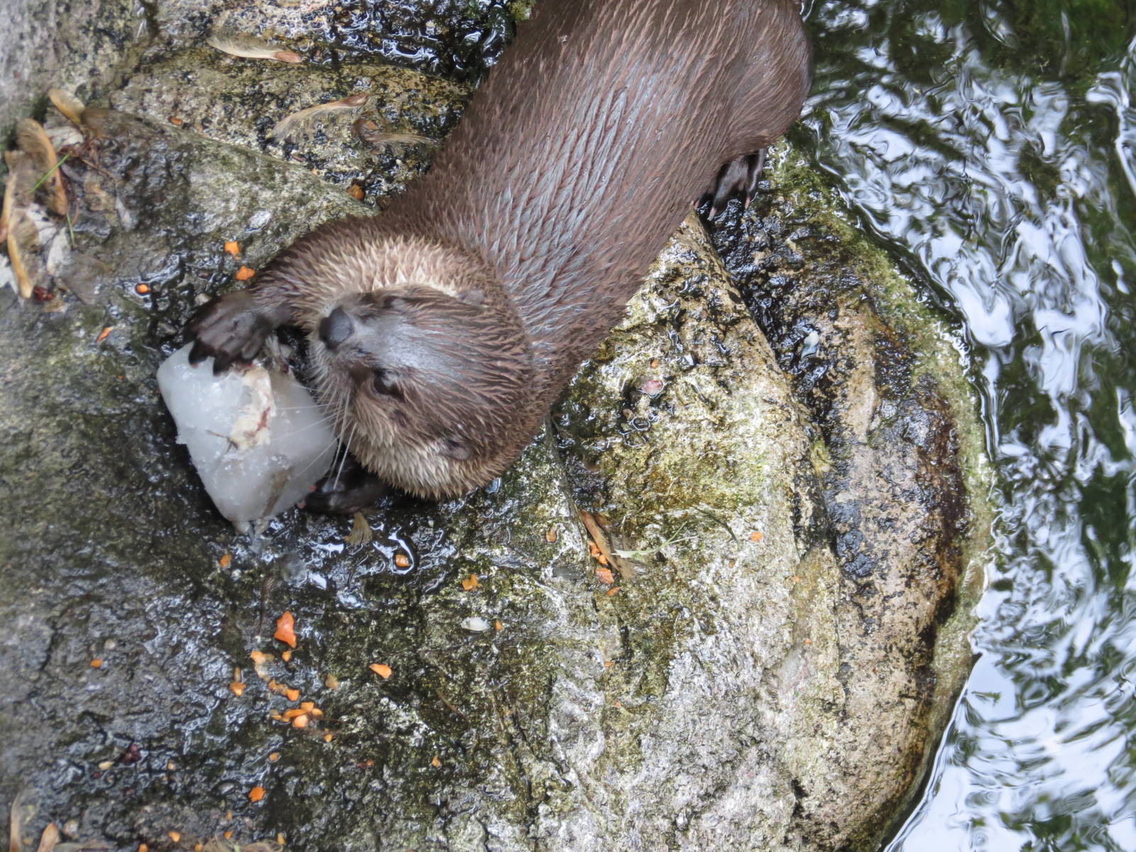 River Otter