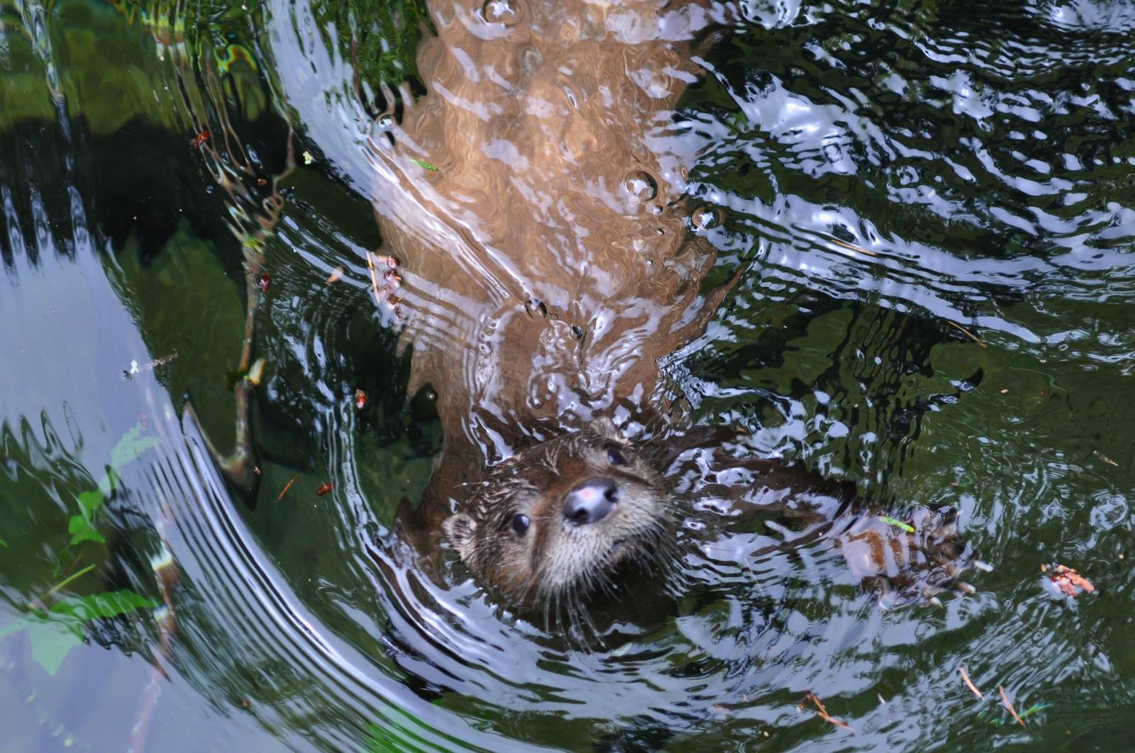 River Otter