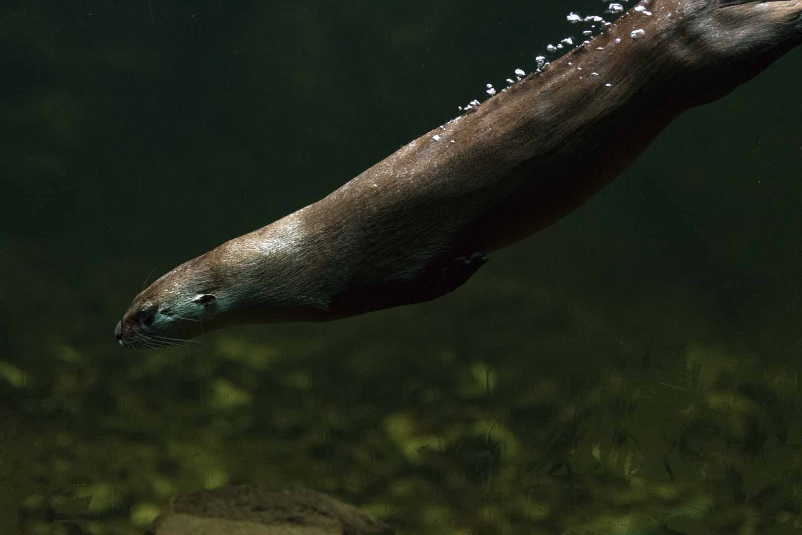 River Otter