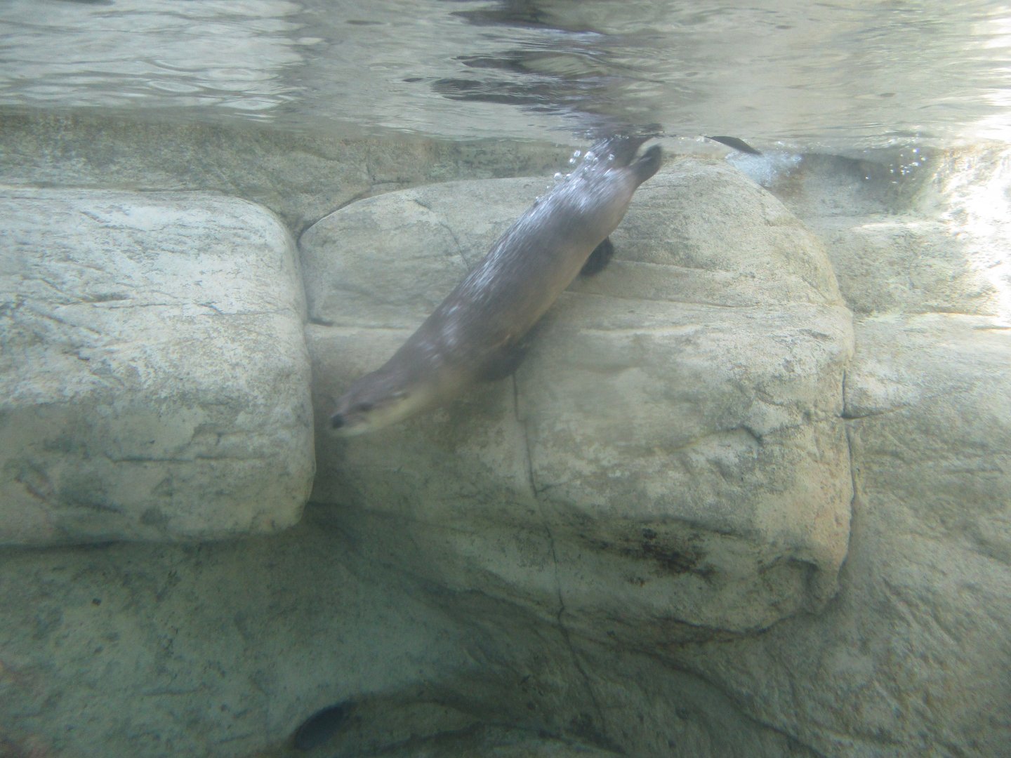 River otter