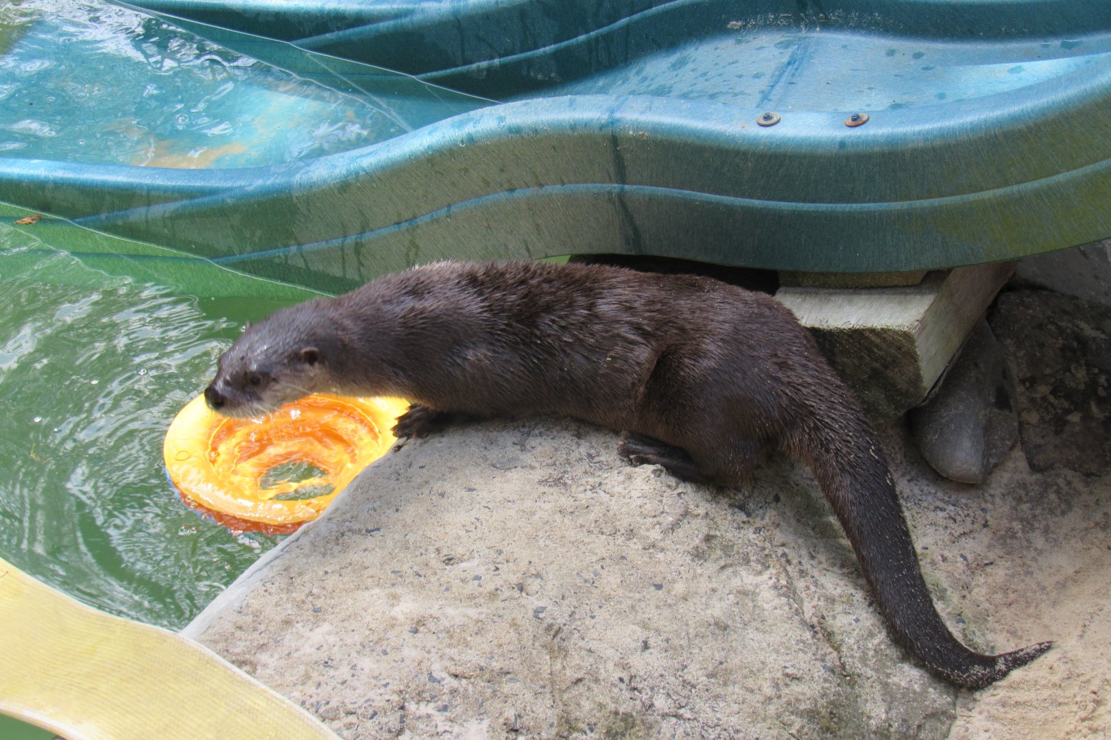 river otter