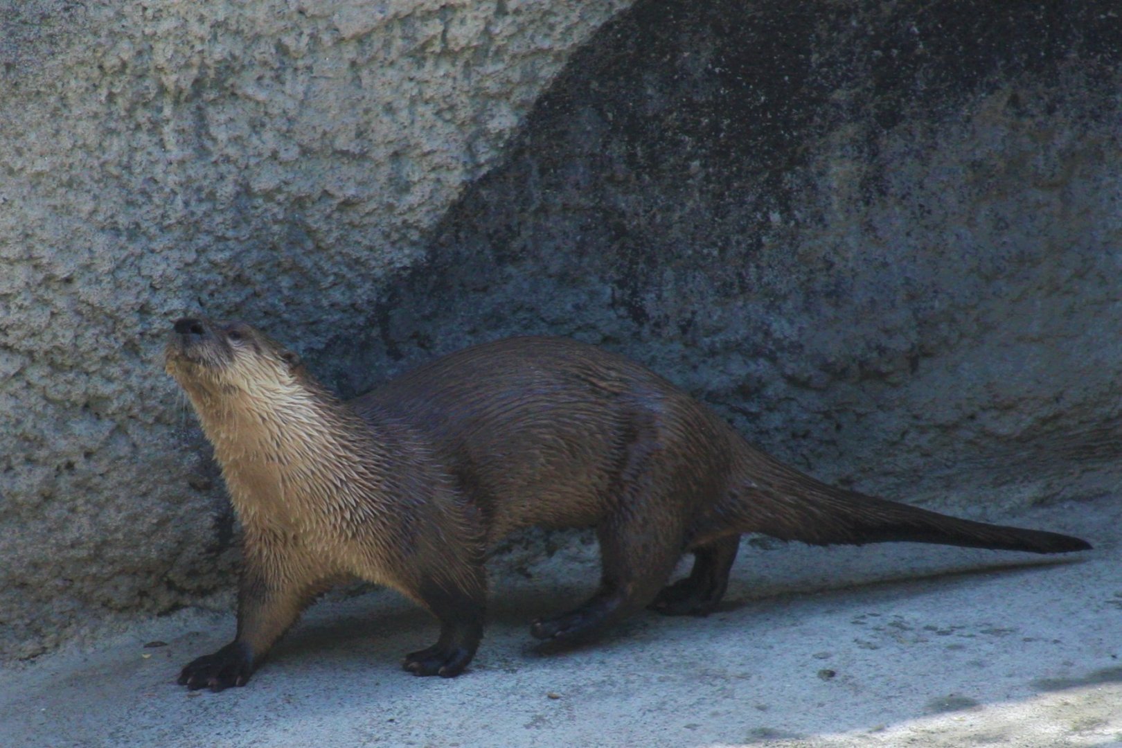 River Otter