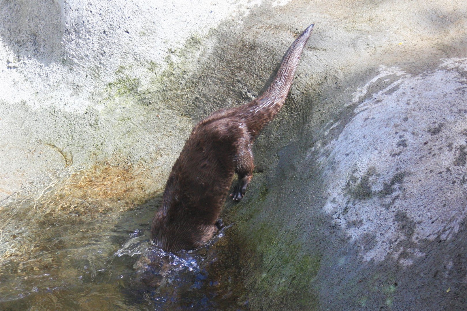 River Otter