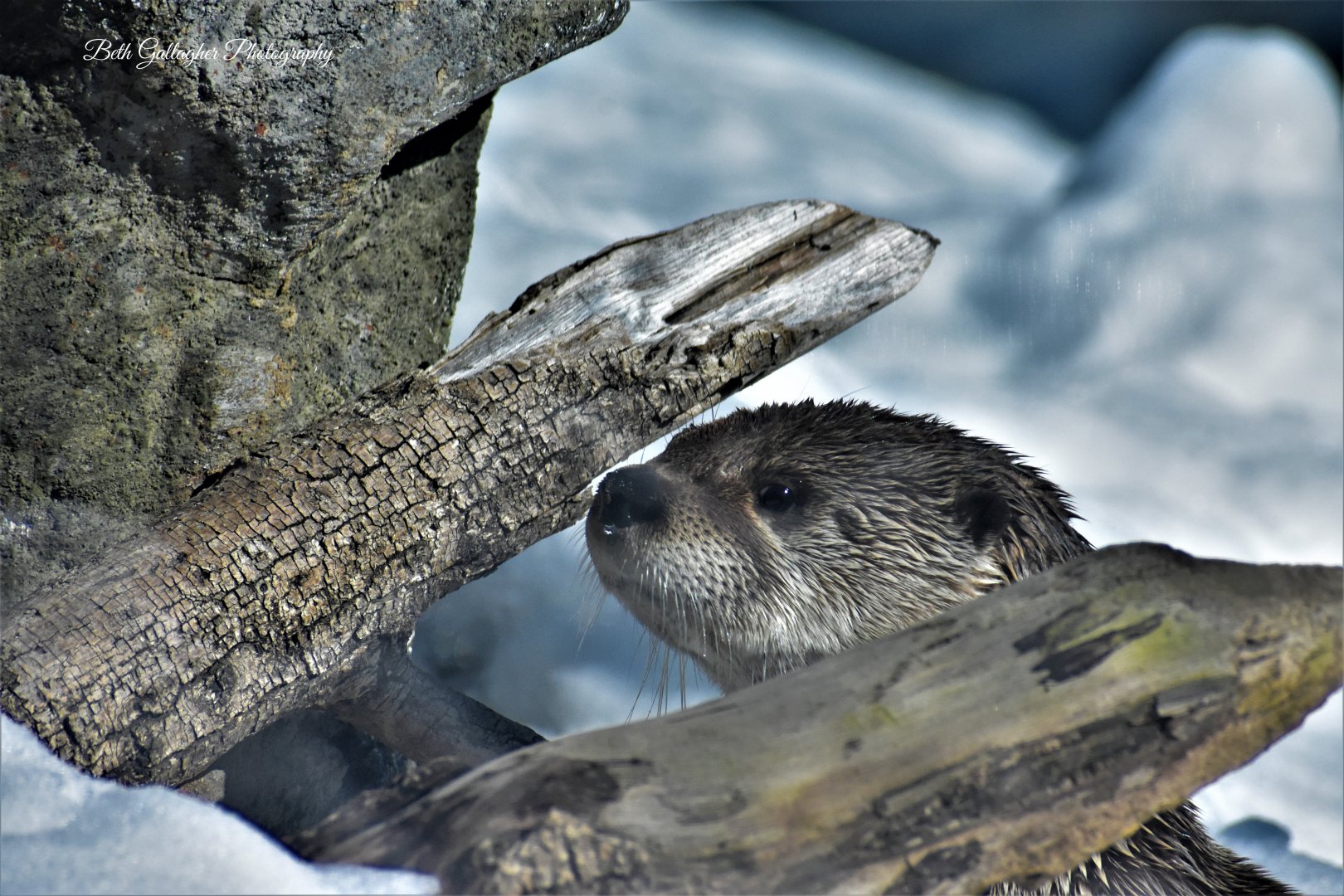 River otter