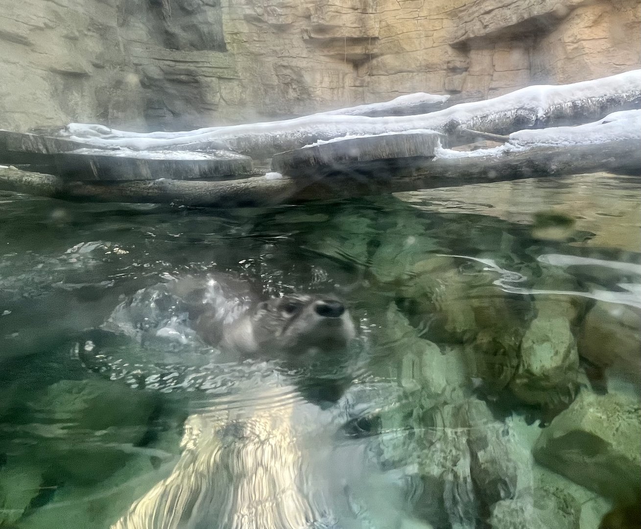 River Otter