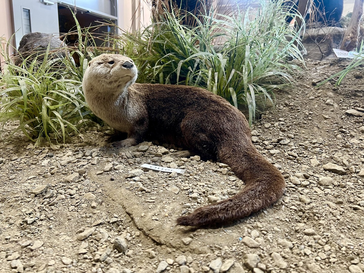River Otter