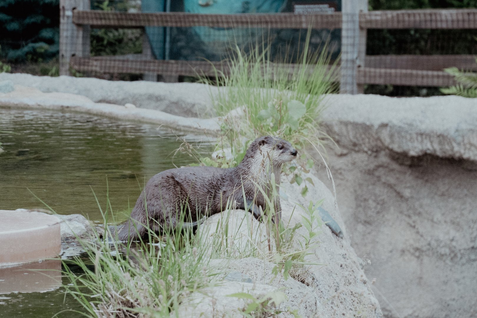 River otter