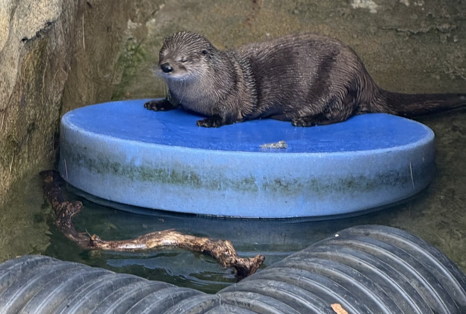 River Otter