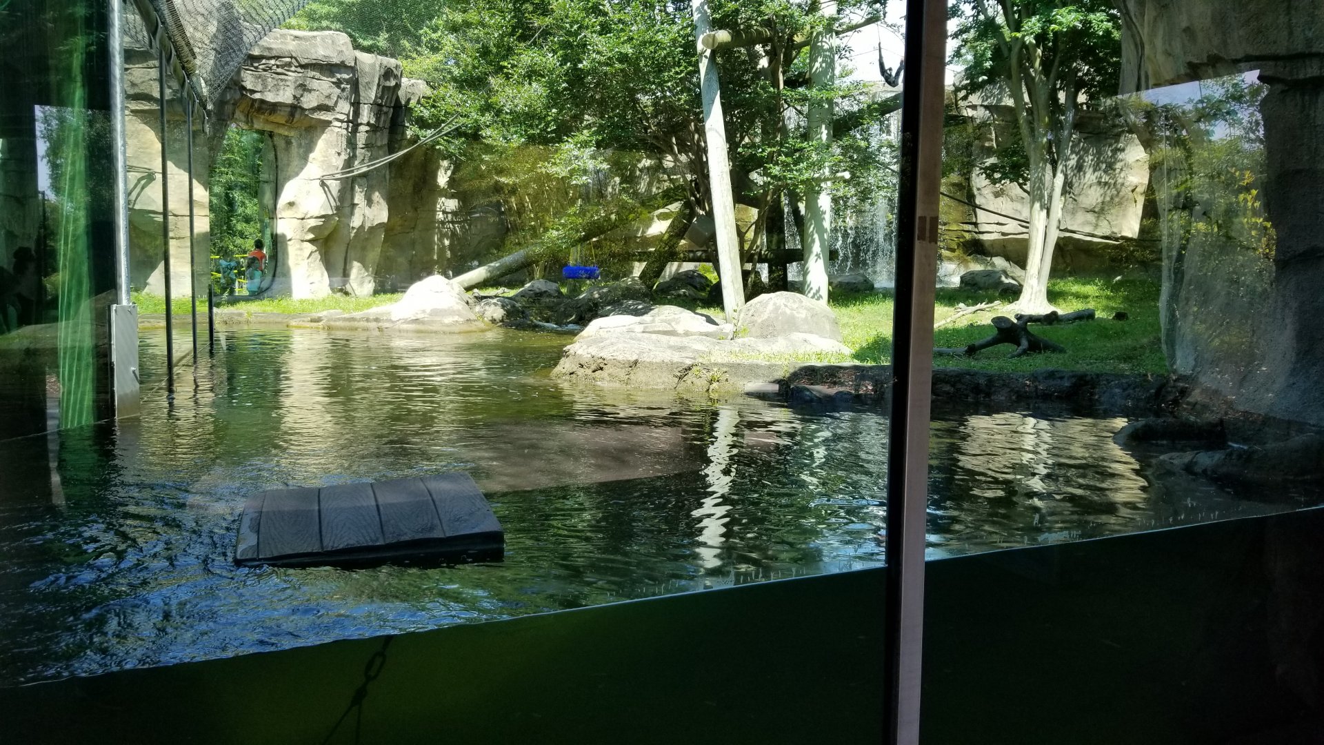 River Otters and White-cheeked Gibbon