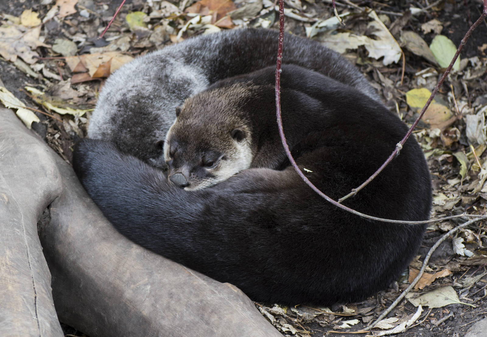 River Otters cuddling