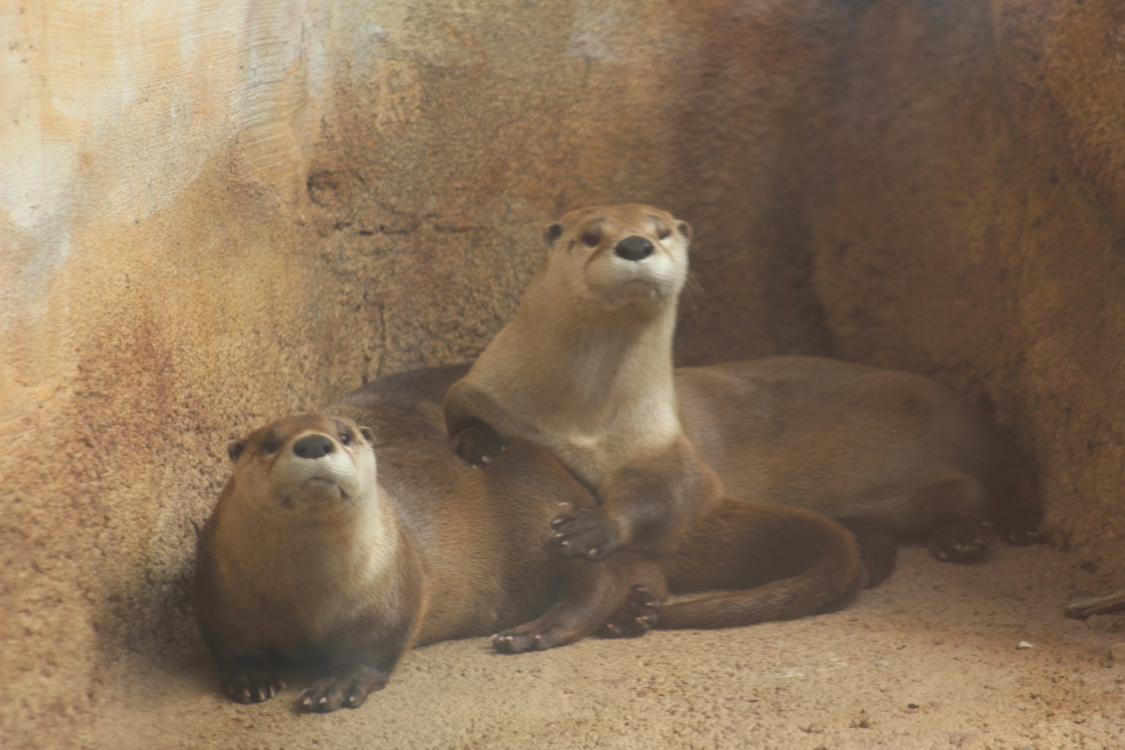 River Otters in a Huddle
