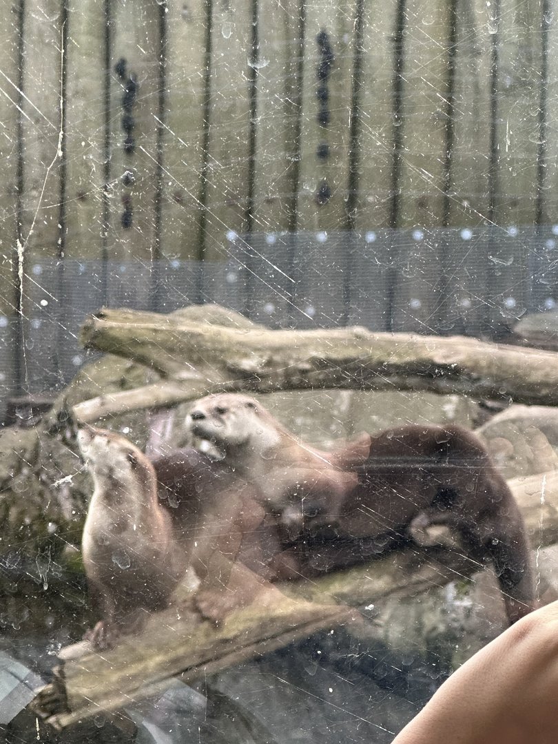 River Otters: RJ and Talise