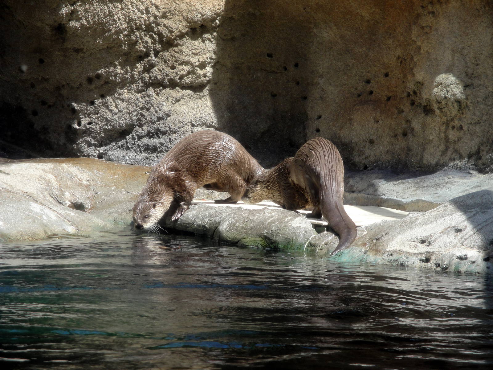 River Otters