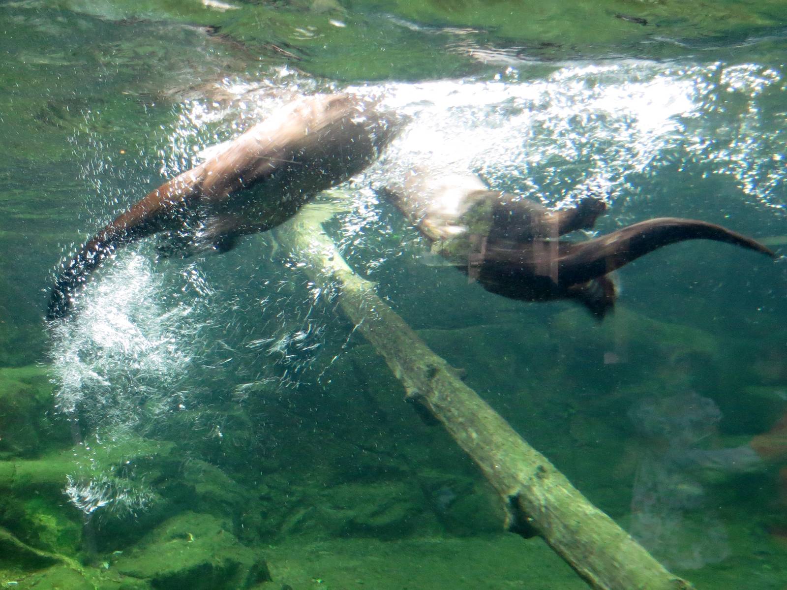River Otters