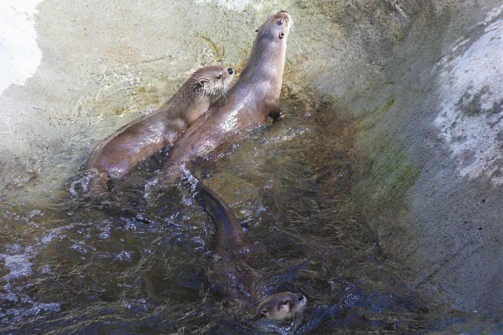 River Otters