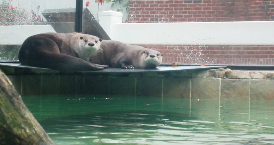 River Otters