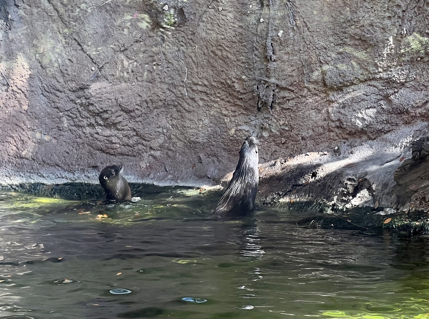 River Otters